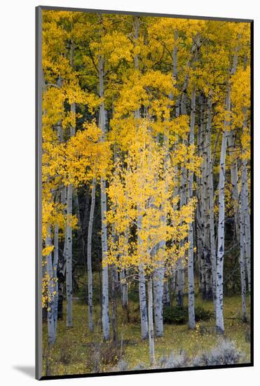 Utah. Yellow Aspen, Flaming Gorge National Recreation Area-Judith Zimmerman-Mounted Photographic Print