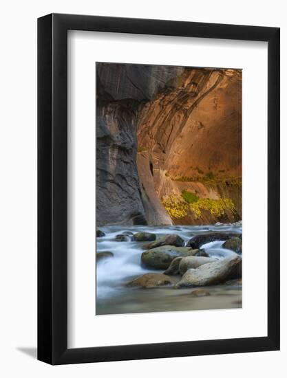 Utah, Zion National Park. Autumn Foliage on Wall Inside the Narrows, with Rocks and Virgin River-Judith Zimmerman-Framed Photographic Print