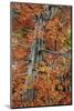 Utah, Zion National Park. Autumn Maple Leaves and Tree-Judith Zimmerman-Mounted Photographic Print