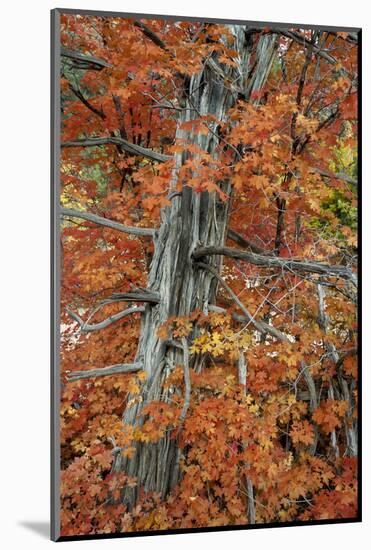 Utah, Zion National Park. Autumn Maple Leaves and Tree-Judith Zimmerman-Mounted Photographic Print