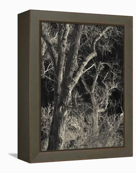 Utah, Zion National Park, Bare Silver Trees, Temple of Sinawava Area, Winter, USA-Walter Bibikow-Framed Premier Image Canvas