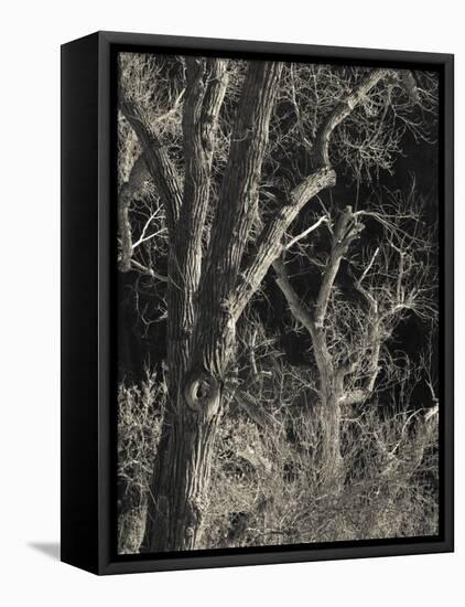 Utah, Zion National Park, Bare Silver Trees, Temple of Sinawava Area, Winter, USA-Walter Bibikow-Framed Premier Image Canvas