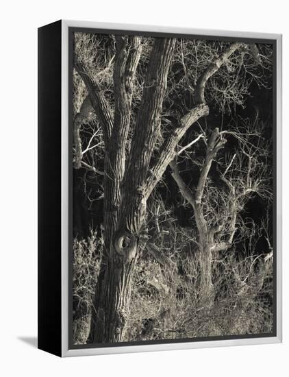 Utah, Zion National Park, Bare Silver Trees, Temple of Sinawava Area, Winter, USA-Walter Bibikow-Framed Premier Image Canvas