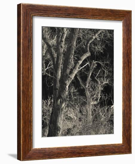 Utah, Zion National Park, Bare Silver Trees, Temple of Sinawava Area, Winter, USA-Walter Bibikow-Framed Photographic Print