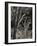Utah, Zion National Park, Bare Silver Trees, Temple of Sinawava Area, Winter, USA-Walter Bibikow-Framed Photographic Print