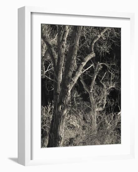 Utah, Zion National Park, Bare Silver Trees, Temple of Sinawava Area, Winter, USA-Walter Bibikow-Framed Photographic Print