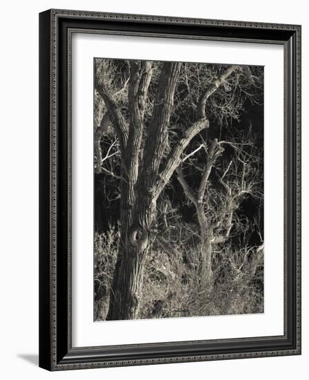 Utah, Zion National Park, Bare Silver Trees, Temple of Sinawava Area, Winter, USA-Walter Bibikow-Framed Photographic Print