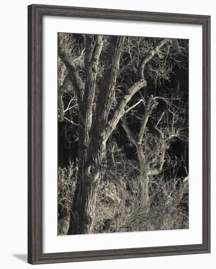 Utah, Zion National Park, Bare Silver Trees, Temple of Sinawava Area, Winter, USA-Walter Bibikow-Framed Photographic Print