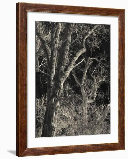 Utah, Zion National Park, Bare Silver Trees, Temple of Sinawava Area, Winter, USA-Walter Bibikow-Framed Photographic Print