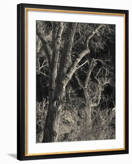 Utah, Zion National Park, Bare Silver Trees, Temple of Sinawava Area, Winter, USA-Walter Bibikow-Framed Photographic Print