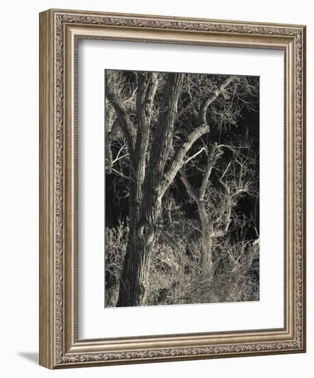 Utah, Zion National Park, Bare Silver Trees, Temple of Sinawava Area, Winter, USA-Walter Bibikow-Framed Photographic Print