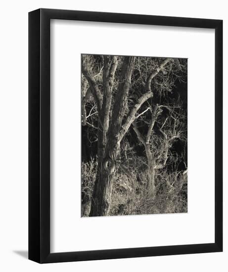 Utah, Zion National Park, Bare Silver Trees, Temple of Sinawava Area, Winter, USA-Walter Bibikow-Framed Photographic Print