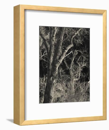 Utah, Zion National Park, Bare Silver Trees, Temple of Sinawava Area, Winter, USA-Walter Bibikow-Framed Photographic Print