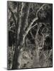 Utah, Zion National Park, Bare Silver Trees, Temple of Sinawava Area, Winter, USA-Walter Bibikow-Mounted Photographic Print