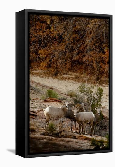 Utah, Zion National Park, Big Horn Sheep Gathered on Rocky Ledge with Autumn Foliage in Background-Judith Zimmerman-Framed Premier Image Canvas