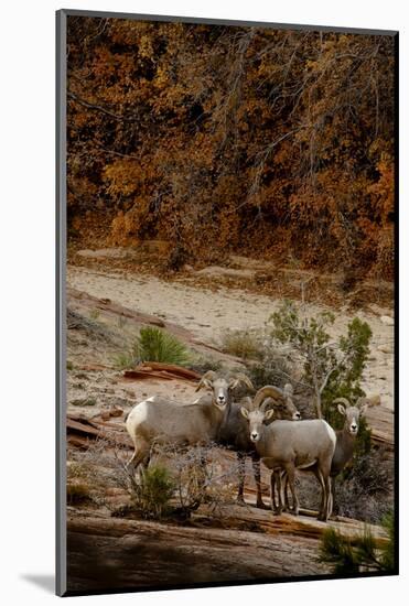 Utah, Zion National Park, Big Horn Sheep Gathered on Rocky Ledge with Autumn Foliage in Background-Judith Zimmerman-Mounted Photographic Print