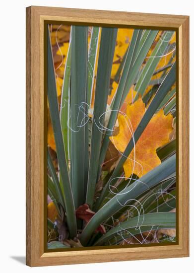 Utah, Zion National Park. Detail of Yucca and Yellow Maple Leaves-Judith Zimmerman-Framed Premier Image Canvas