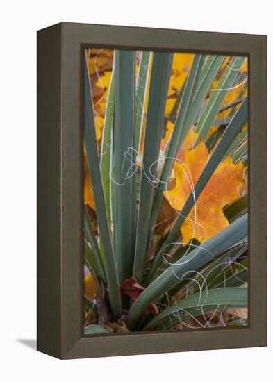 Utah, Zion National Park. Detail of Yucca and Yellow Maple Leaves-Judith Zimmerman-Framed Premier Image Canvas