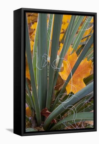 Utah, Zion National Park. Detail of Yucca and Yellow Maple Leaves-Judith Zimmerman-Framed Premier Image Canvas