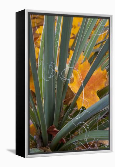 Utah, Zion National Park. Detail of Yucca and Yellow Maple Leaves-Judith Zimmerman-Framed Premier Image Canvas