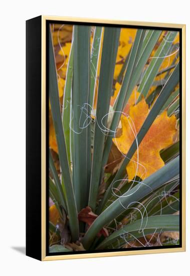 Utah, Zion National Park. Detail of Yucca and Yellow Maple Leaves-Judith Zimmerman-Framed Premier Image Canvas