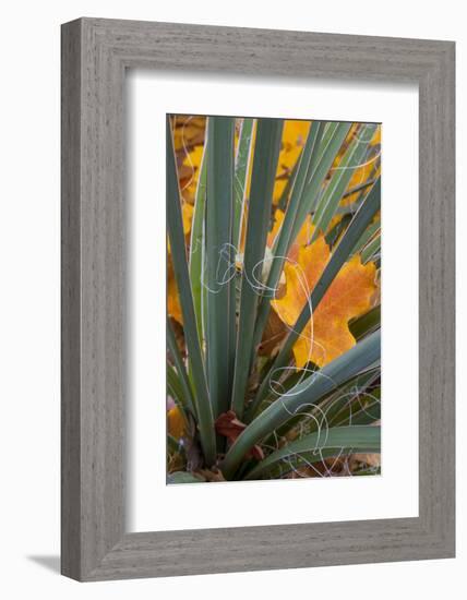 Utah, Zion National Park. Detail of Yucca and Yellow Maple Leaves-Judith Zimmerman-Framed Photographic Print