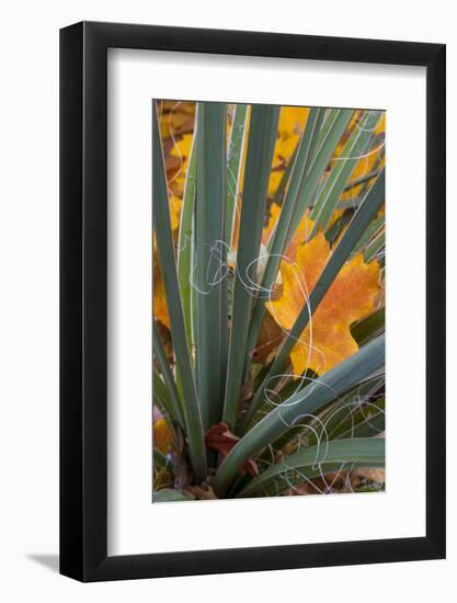 Utah, Zion National Park. Detail of Yucca and Yellow Maple Leaves-Judith Zimmerman-Framed Photographic Print