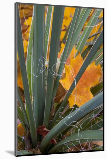 Utah, Zion National Park. Detail of Yucca and Yellow Maple Leaves-Judith Zimmerman-Mounted Photographic Print