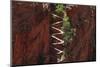 Utah, Zion National Park, Hikers on Walters Wiggles Zigzag-David Wall-Mounted Photographic Print