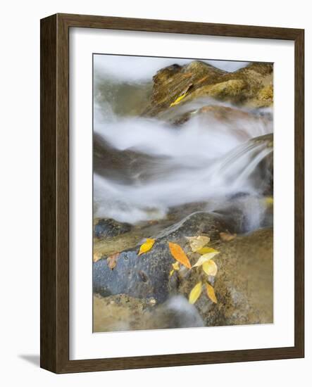 Utah, Zion National Park, Virgin River-Jamie & Judy Wild-Framed Photographic Print