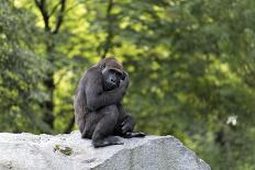 Animal photography, young gorilla sits on big stone and scratches thoughtfully in the head, in the -UtArt-Framed Premier Image Canvas
