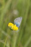 gossamer-winged butterfly on yellow blossom in meadow, summer,-UtArt-Photographic Print