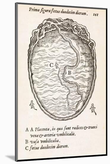 Uterus And Embryo, 16th Century-Middle Temple Library-Mounted Photographic Print