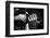 Uto Ughi Playing-Mario de Biasi-Framed Photographic Print