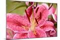 Photographic Print
