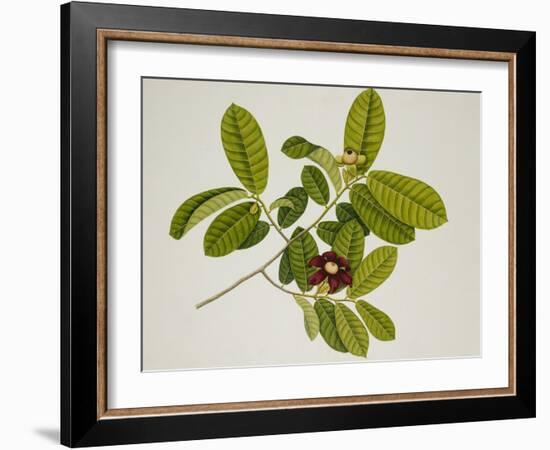 'Uvaria'-null-Framed Giclee Print