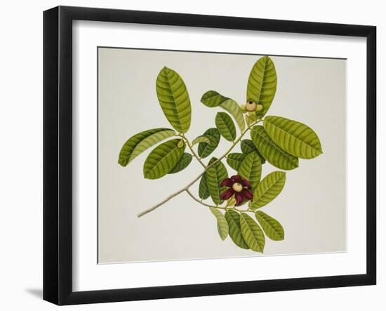 'Uvaria'-null-Framed Giclee Print