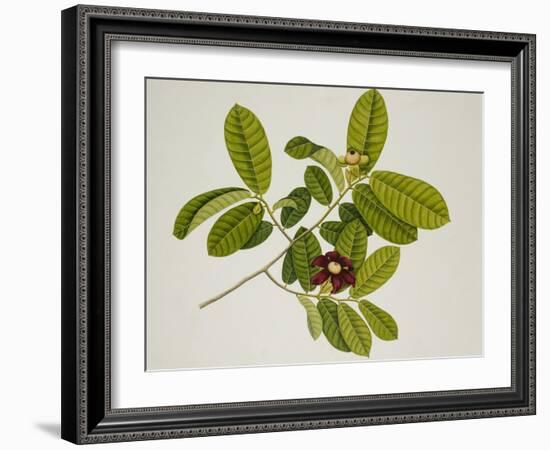 'Uvaria'-null-Framed Giclee Print