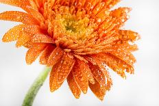 Gerbera in Orange-Uwe Merkel-Photographic Print