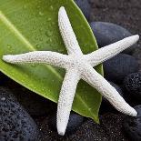 White Starfish on Green Leaf-Uwe Merkel-Photographic Print