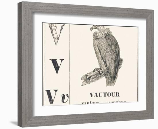 V for Vulture, 1850 (Engraving)-Louis Simon (1810-1870) Lassalle-Framed Giclee Print