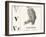 V for Vulture, 1850 (Engraving)-Louis Simon (1810-1870) Lassalle-Framed Giclee Print