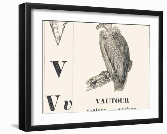 V for Vulture, 1850 (Engraving)-Louis Simon (1810-1870) Lassalle-Framed Giclee Print