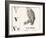 V for Vulture, 1850 (Engraving)-Louis Simon (1810-1870) Lassalle-Framed Giclee Print