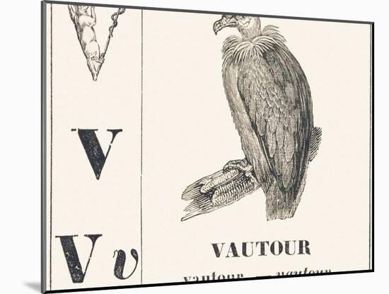 V for Vulture, 1850 (Engraving)-Louis Simon (1810-1870) Lassalle-Mounted Giclee Print