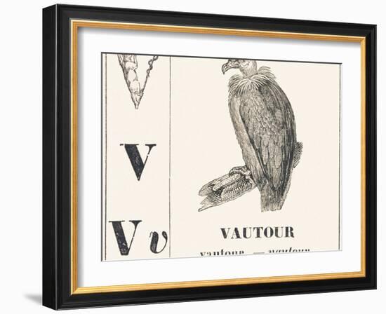 V for Vulture, 1850 (Engraving)-Louis Simon (1810-1870) Lassalle-Framed Giclee Print