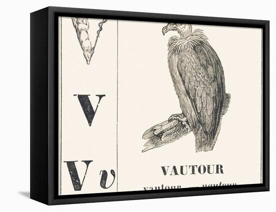 V for Vulture, 1850 (Engraving)-Louis Simon (1810-1870) Lassalle-Framed Premier Image Canvas