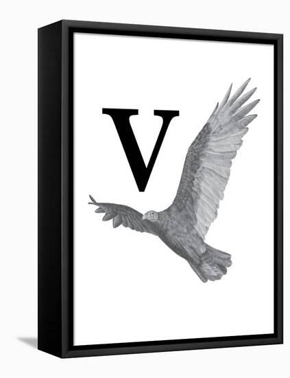 V is for Vulture-Stacy Hsu-Framed Stretched Canvas