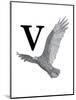 V is for Vulture-Stacy Hsu-Mounted Art Print