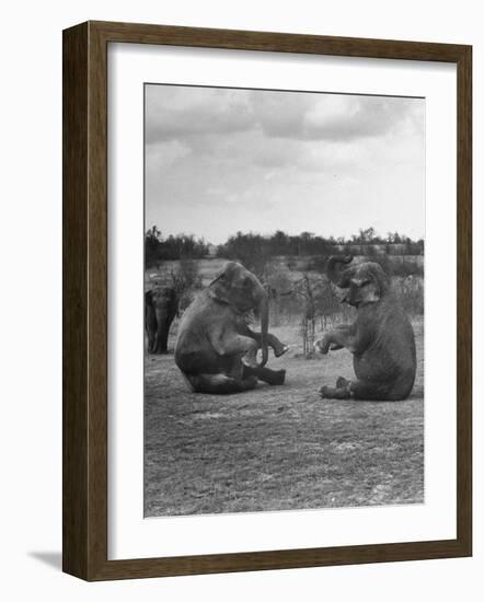 Vacationing Elephants Resting Up For Circus Season-Cornell Capa-Framed Photographic Print